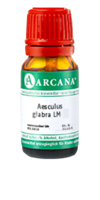 AESCULUS GLABRA LM 18 Dilution