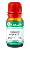 ALCHEMILLA VULGARIS LM 60 Dilution