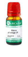 ALISMA plantago LM 10 Dilution