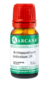 ANTHOXANTHUM odoratum LM 11 Dilution